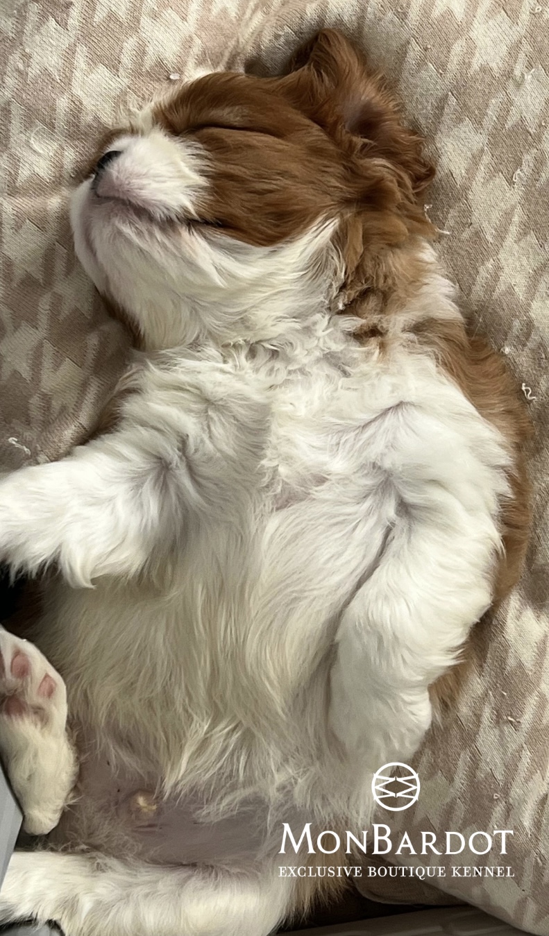 Filhote Cavalier dormindo em uma manta